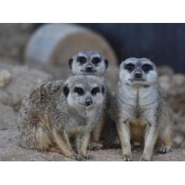 Zážitek - Na jeden den ošetřovatelem v ZOO - Jihočeský kraj